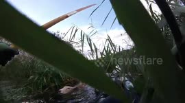Kayakers rescue drowning sheep in the River Thames