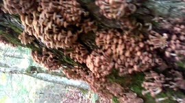 Thousands of mushrooms grow on tree in New Hampshire
