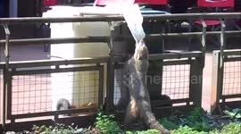 Sneaky coati tries to steal food from garbage bin