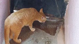 Cat opens the door and walks out