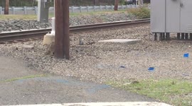 Injured Raccoon Uses Nose To Walk