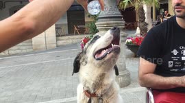 Our Mastiff drinking water from a botlle