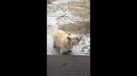 Small lazy dog in the rain