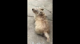 Happy, whining, small dog, waging tail