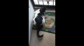 Cat wagging tail like a cuckoo clock pendulum