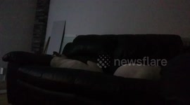 Dogs snoring to sleep