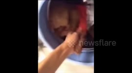 Poodle puts itself into washing machine after owner complains about its dirty clothes