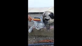 Cat called Luigi gets groomed by owner and pug