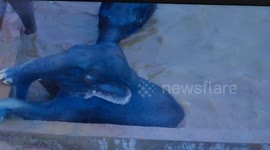 Three elephants, trapped in man-made pond, guarded by entire herd