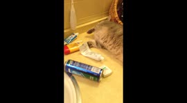 Kitty High on Catnip