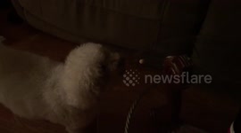 Spencer the Bichon Frise trying to get a treat