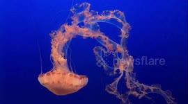 Amazing jellyfish displays at California aquarium