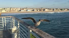 Seagull flight from the Hermosa Beach Pier in Southern California