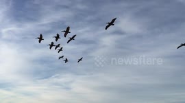 Pelicans flying over the Pacific Ocean