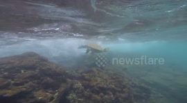 Green Sea Turtle fighting the waves by the Black Rock in Maui Hawaii