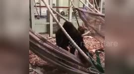 The moment London Zoo gorilla Kumbuka smashed window of enclosure