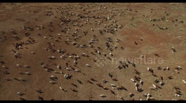 Huge herd of cows filmed by drone in the Australian outback