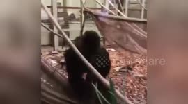 The moment London Zoo gorilla Kumbuka smashed window of enclosure