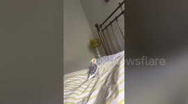 Parrot whistles the Addams Family theme tune