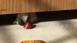 Persistent Pooch Prevails