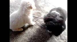 Confusing Orphaned puppy