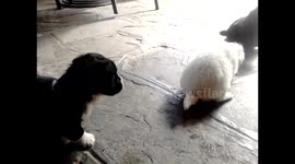 orphaned puppies
