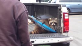 Raccoon rescued after getting stuck in bin lid