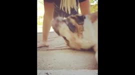 Saint bernard is video bombing during push up challenge