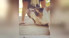 Newsflare Edit - Saint bernard is video bombing during push up challenge