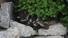 Baby raccoons kiss each other