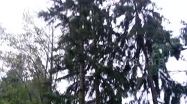 PNW Storm - Wind Whips Trees, Birdfeeder Ribbons, as a Gust Blows, Downed Tree from Previous Storm