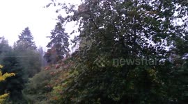 PNW Storm - Wind Whips Trees in Irondale, Washington