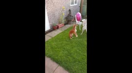Tilly loves her balloons!!