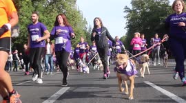 Over 3000 dogs and their owners run charity race