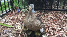 Mother duck can hide a dozen ducklings under her wings