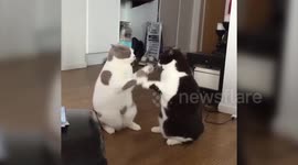 Woman's Cats Learn How To Play - PAT-A-CAKE.