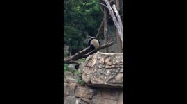 Silly Panda Fail