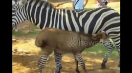 Zebrass is born from female zebra and male donkey in China