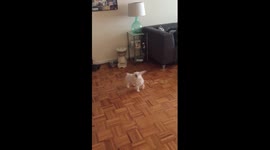 Jack fighting with a kibble. Kibble wins