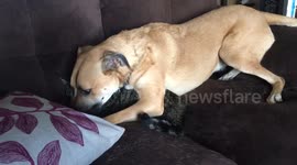 Dog Loves His Cat Brother