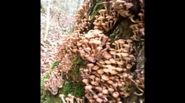 Thousands of mushrooms grow on tree in New Hampshire