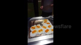 Aussie barbecuers stunned by 18 double-yolked eggs