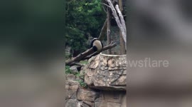Newsflare Edit - Silly Panda Fail