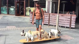 Five bulldogs take a ride on extra large skateboard