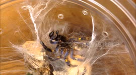 Tarantula sheds its skin in impressive timelapse