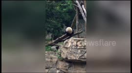 Panda cub falls off while climbing tree