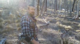 Metal detector reveals bullet lodged in body of kangaroo