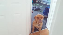 This is the face of a guilty dog
