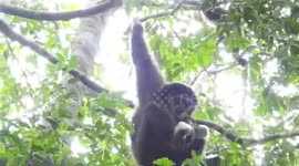 Monkey in tree