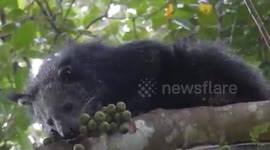 Binturong in tree in Khao Kai National Park